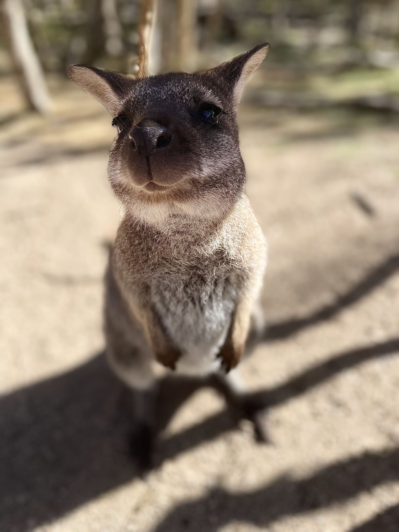 Zoo member!