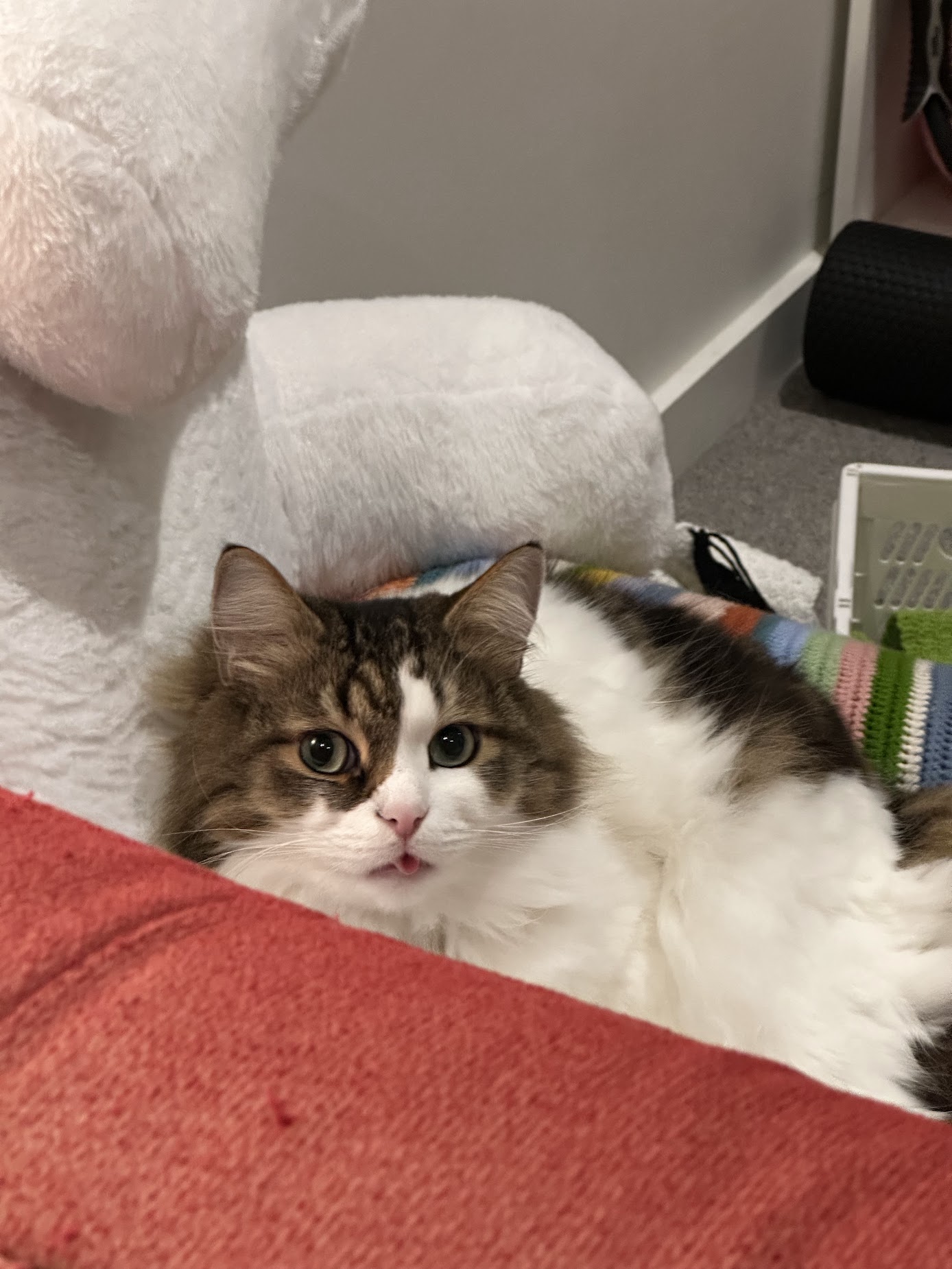 My cat, Wonton